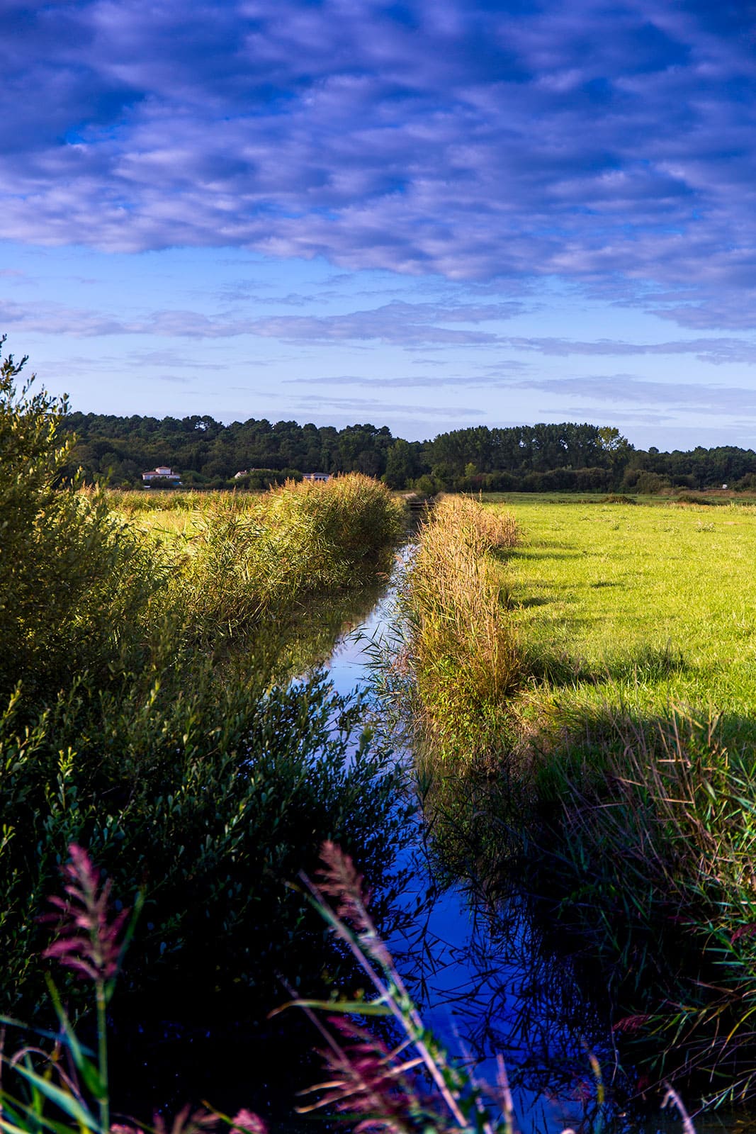 Canal sur les marais doux de Saint-Augustin-sur-Mer