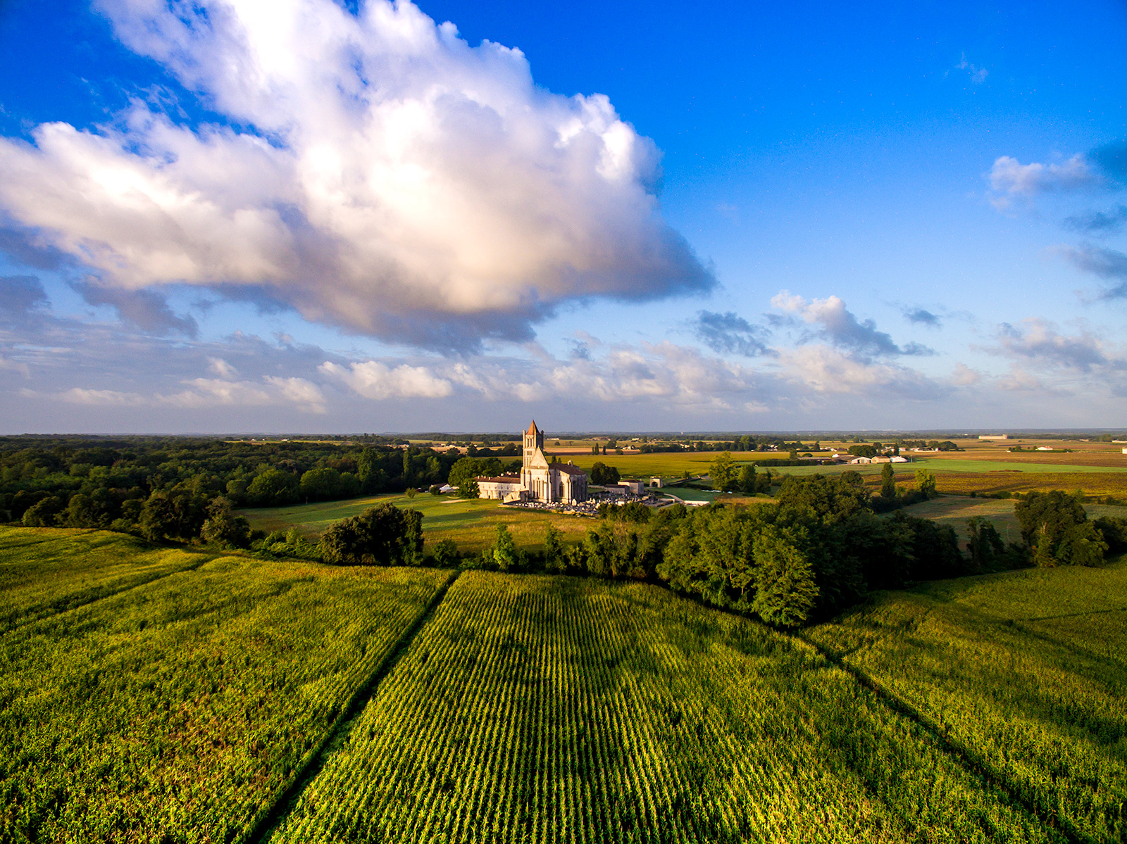 vignoble-champs-abbaye-sablonceaux