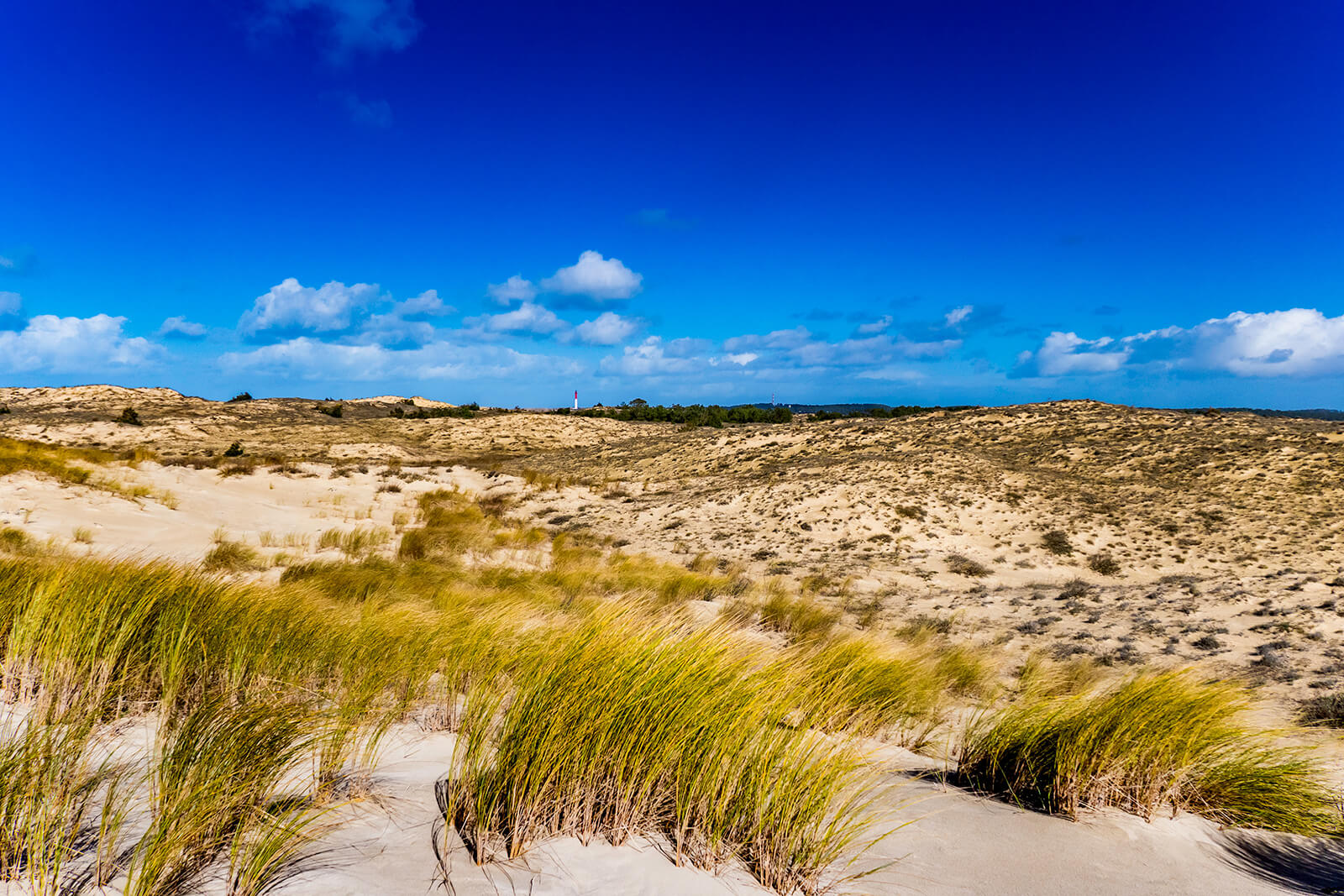 Dunes blanche oyats côte sauvage