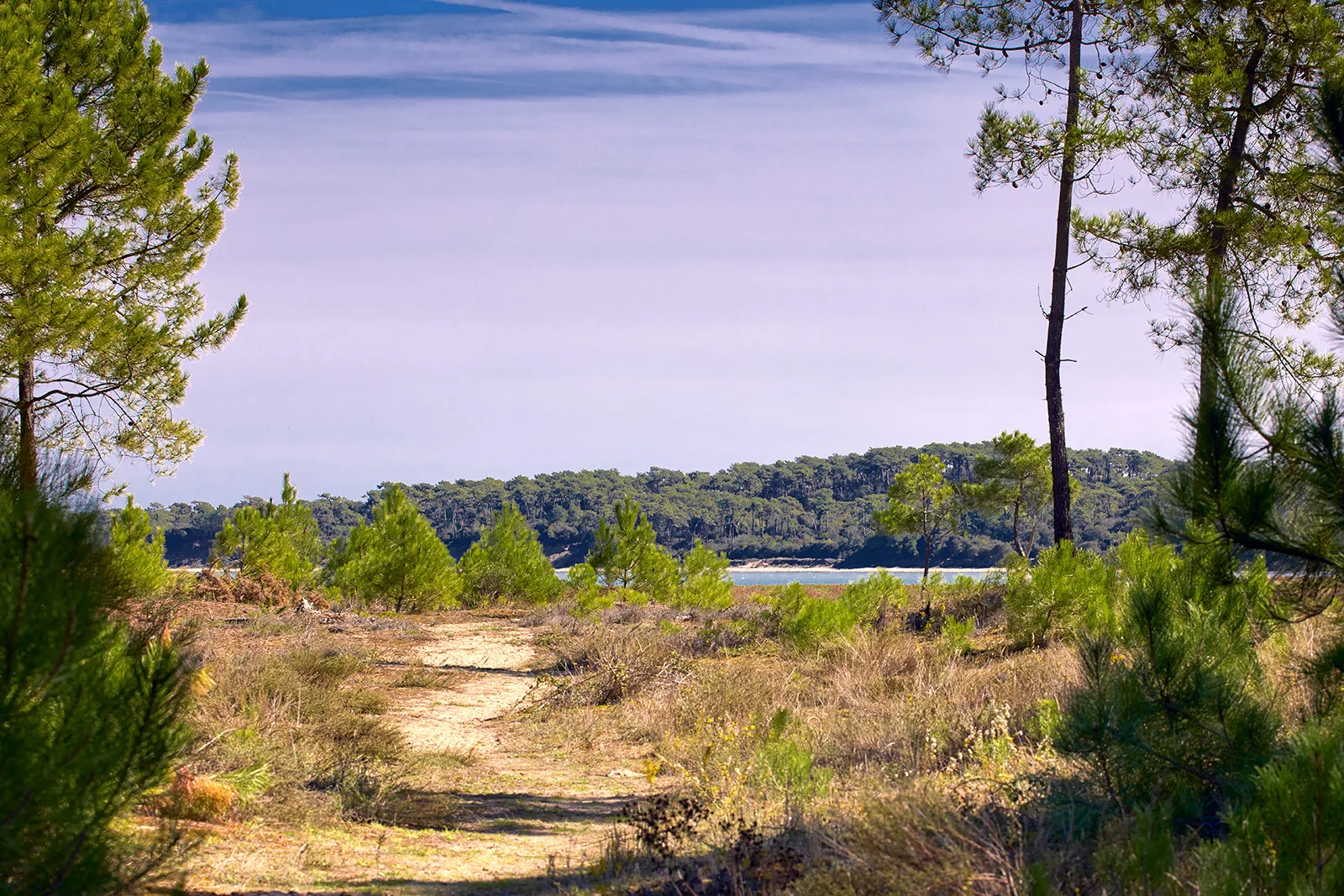 environnement-foret-de-la-coubre-mer