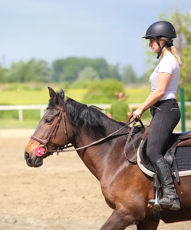 Centres équestres et poneys clubs