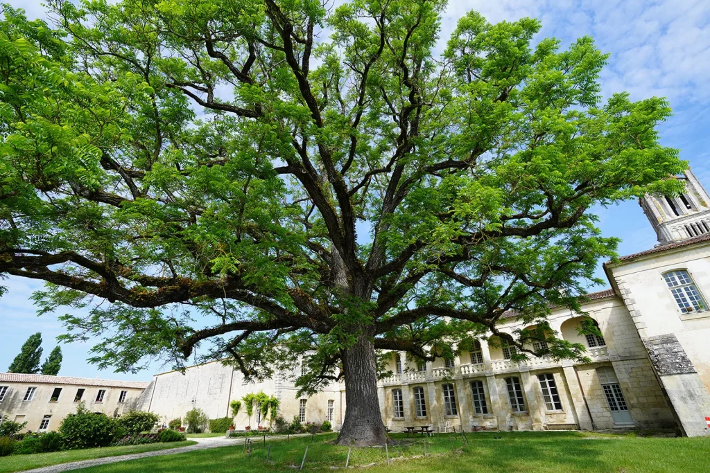 Noyer d’Amérique dans la cour de l'abbaye de Sablonceaux