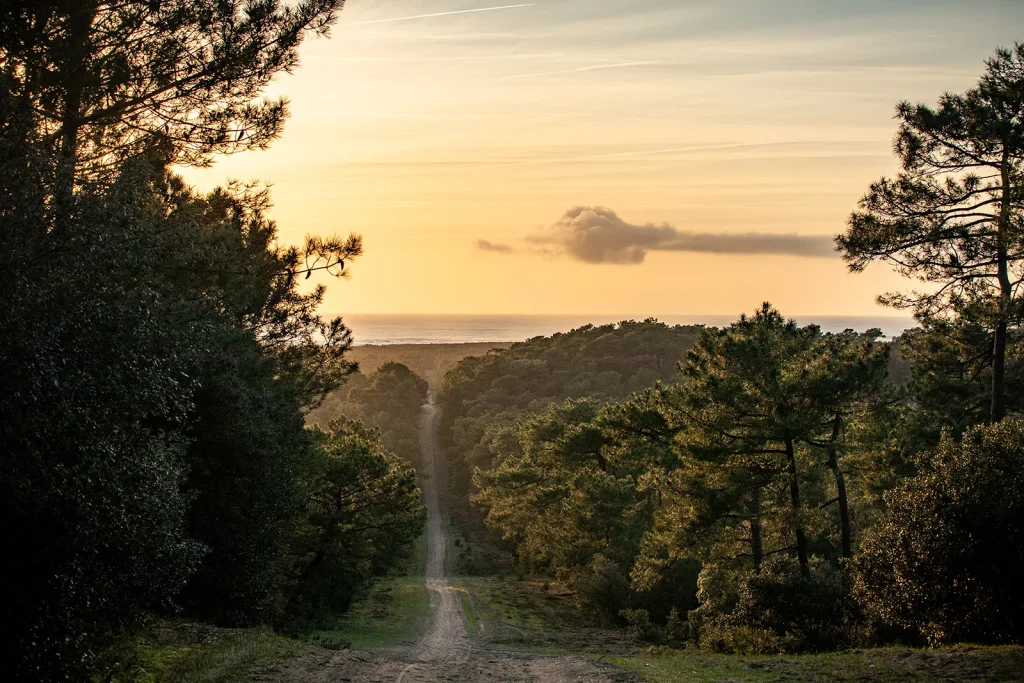 Forêt de la Coubre à l'automne