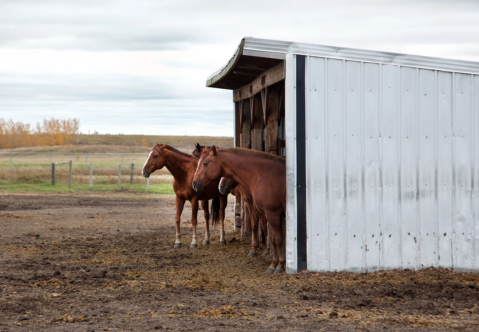 Pensions chevaux Royan Atlantique