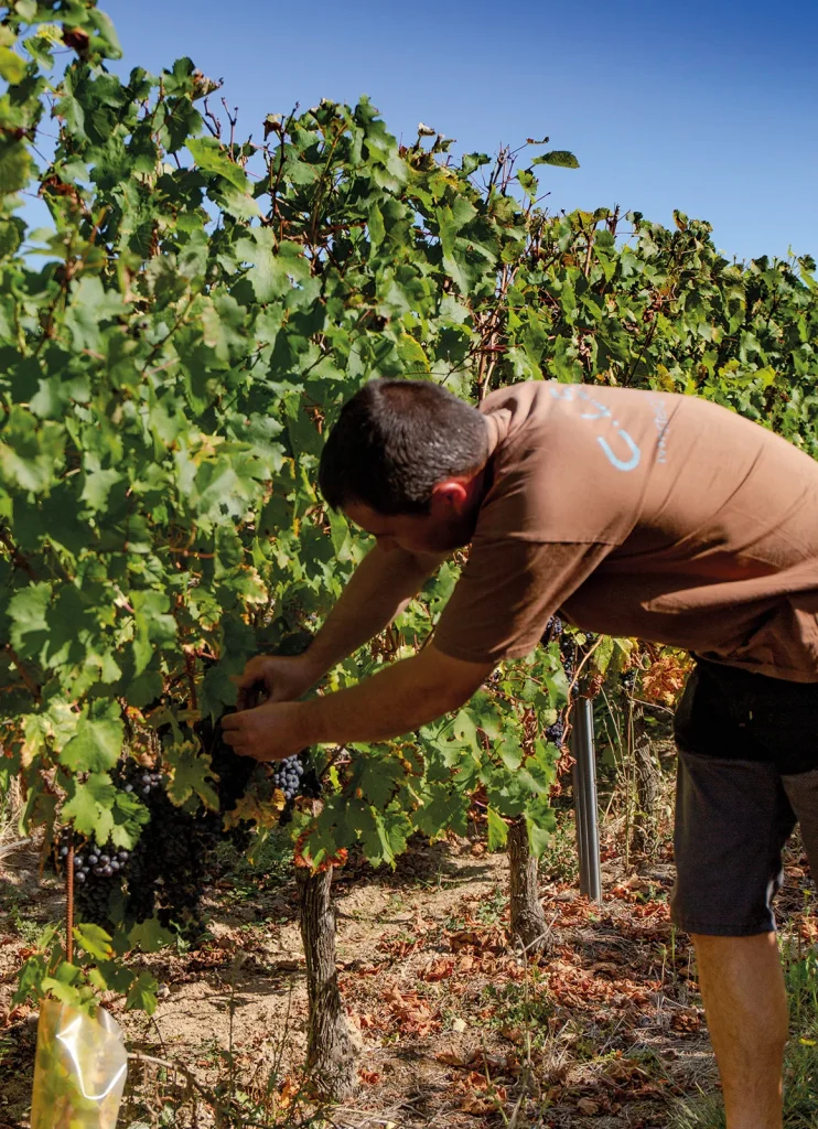 Appréciation des raisins avant les vendanges