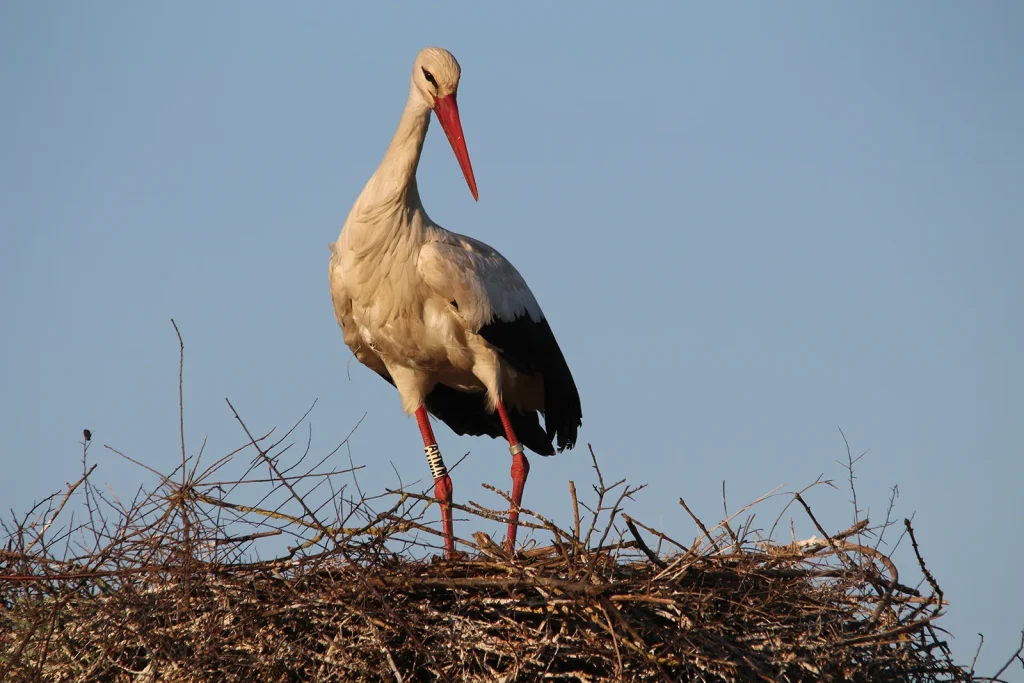 Cigogne blanche, fière dans son nid