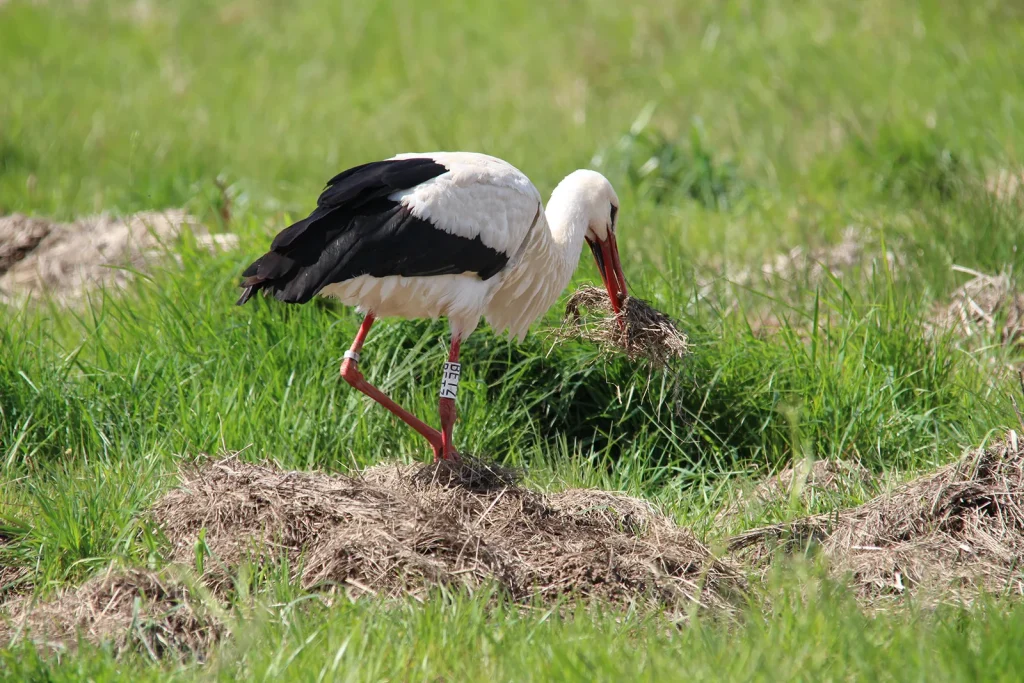 Cigogne blanche préparant son nid