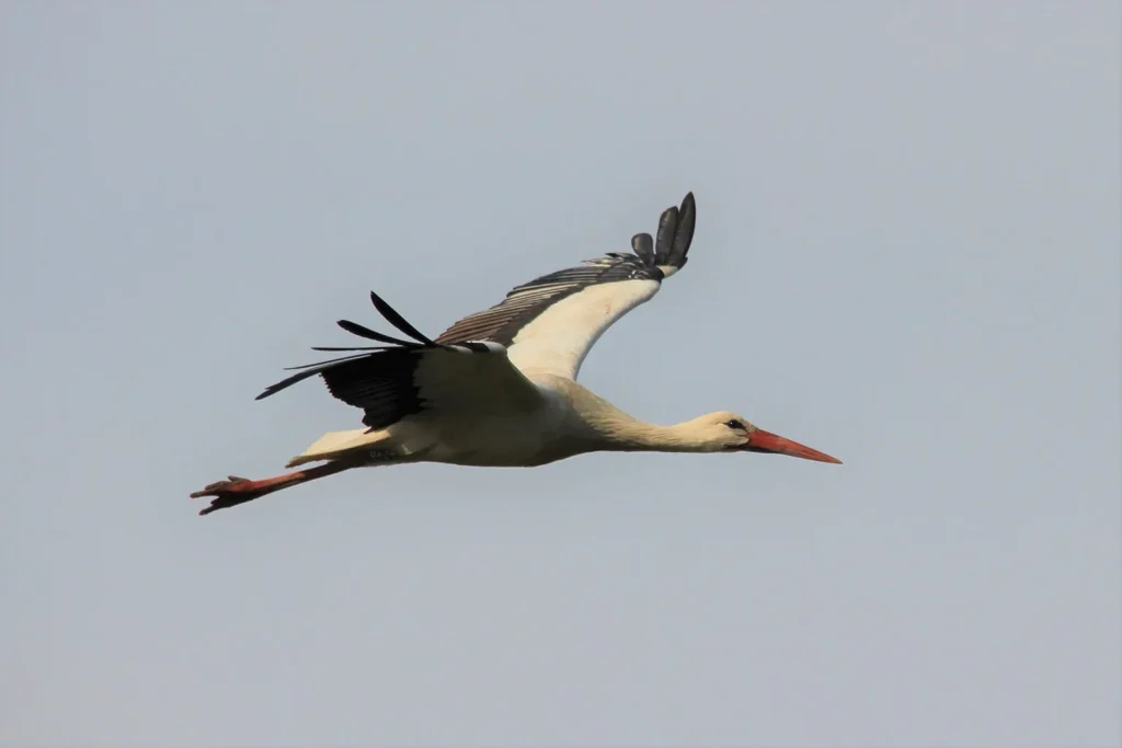 Cigogne blanche en vol à vitesse de pointe