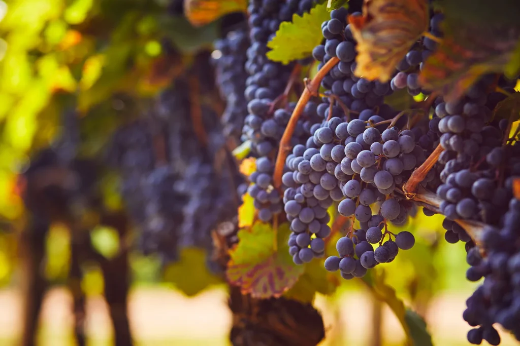 Grappes de raisins rouges dans les vignes