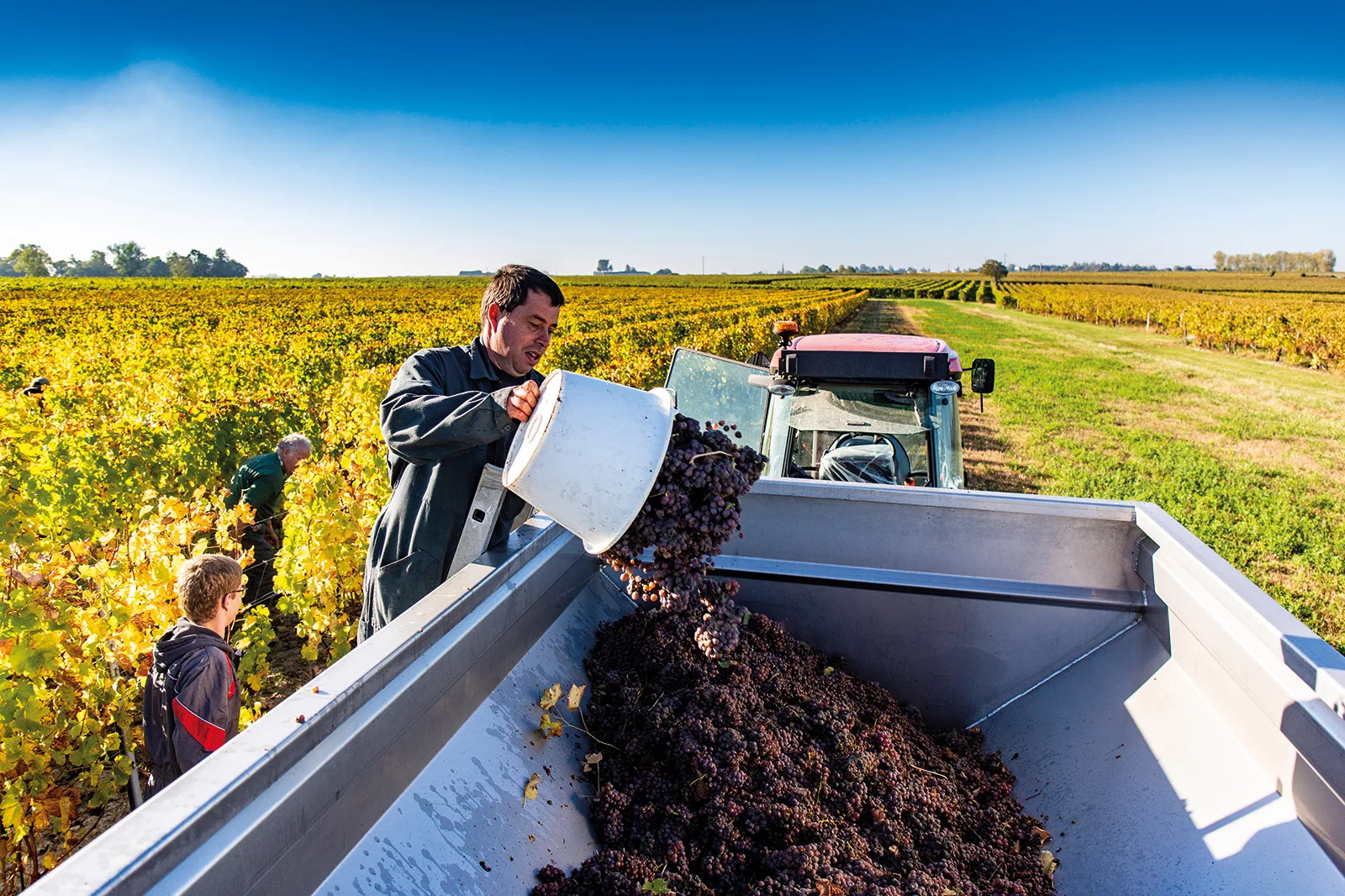 Vendanges au Domaine des Princes