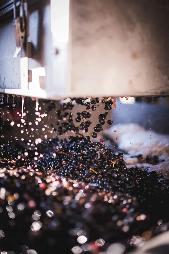 Egrappage des raisins pendant les vendanges