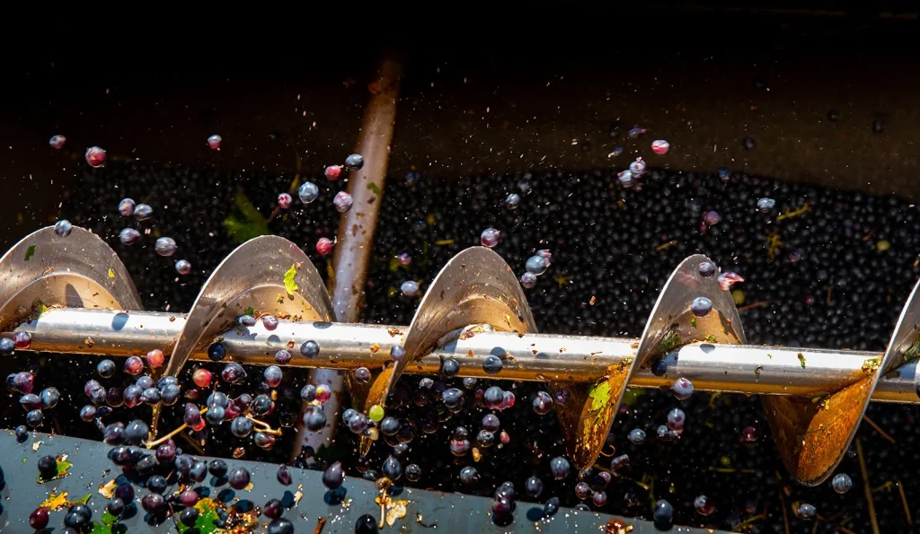 Foulage du raisin pendant les vendanges