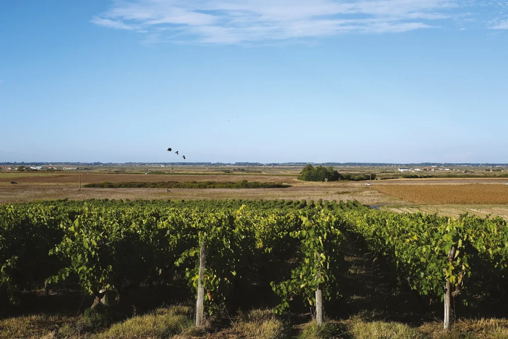 Balade à pied dans les vignobles du Domaine des Claires à Arvert