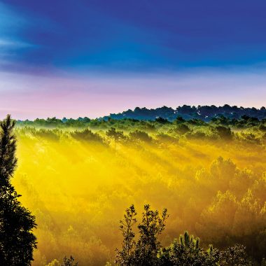 La forêt de la Courbe