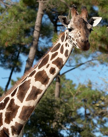 zoo-parcs-animaliers-royan-atlantique