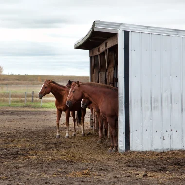 Pensions chevaux Royan Atlantique