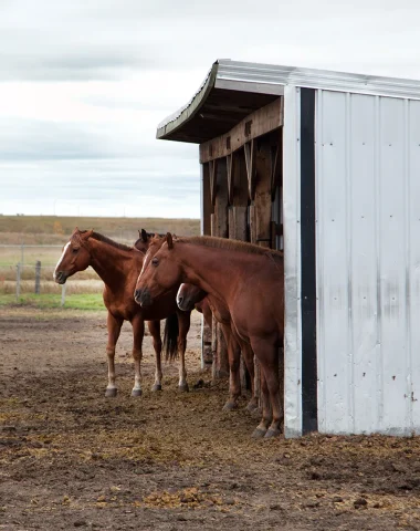 Pensions chevaux Royan Atlantique