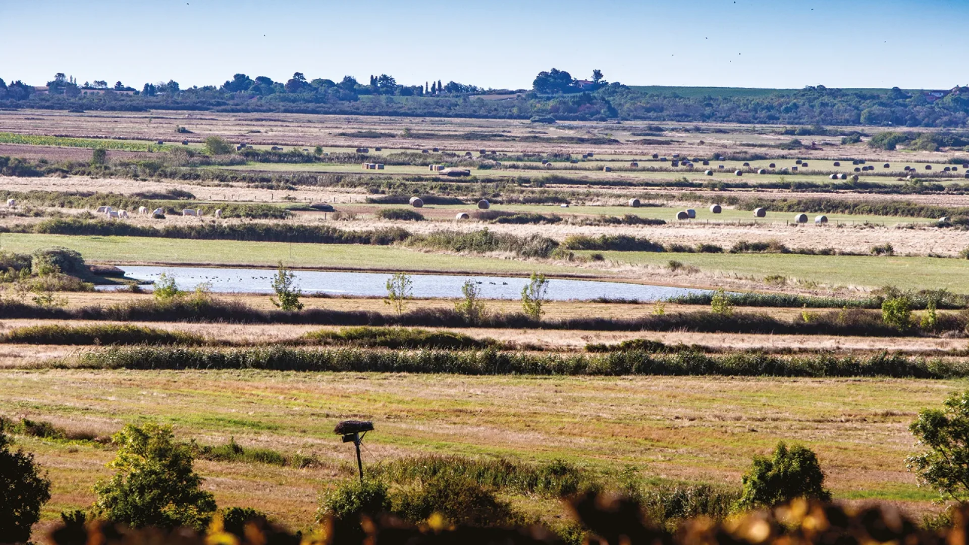 Nid de cigognes dans l'estuaire de la Gironde