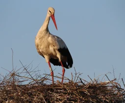 Cigogne blanche, fière dans son nid