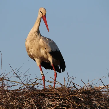 Cigogne blanche, fière dans son nid