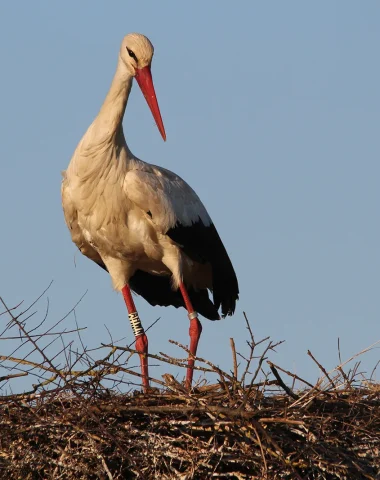 Cigogne blanche, fière dans son nid