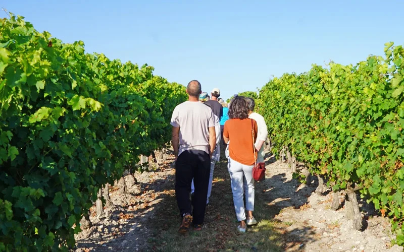 Balades à pied dans les Vignobles Royan Atlantique