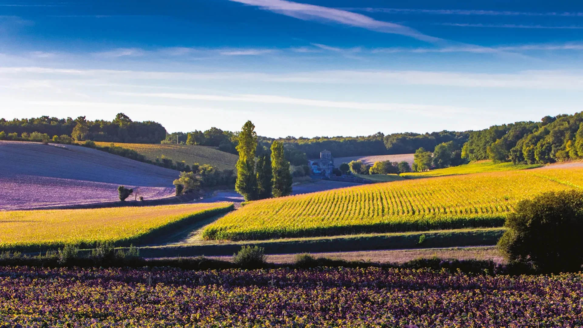 Vignobles sur les coteaux de l'estuaire de la Gironde