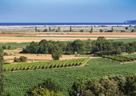 Vignobles Royan Atlantique sur les rives de l'estuaire de la Gironde