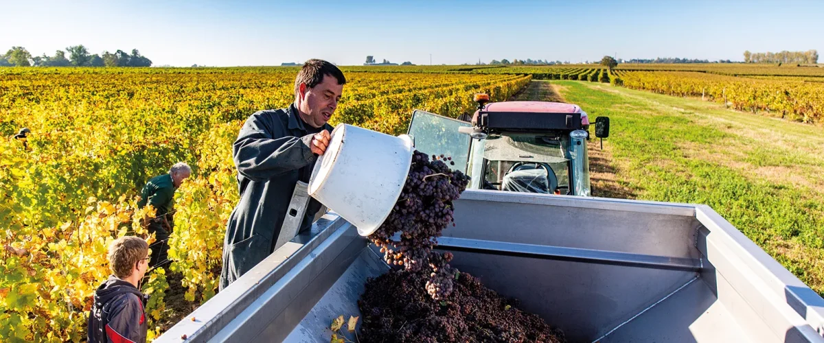 Vendanges au Domaine des Princes