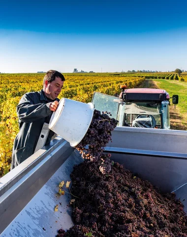 Vendanges au Domaine des Princes