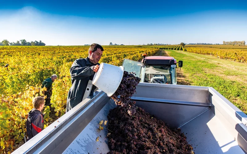 Vendanges au Domaine des Princes