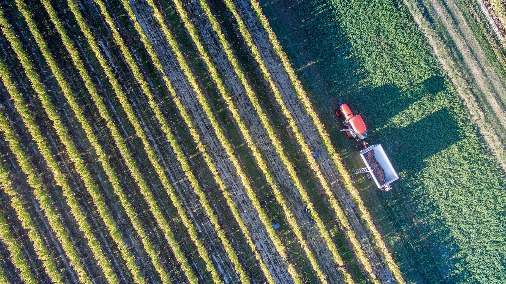 Les vendanges vues du ciel