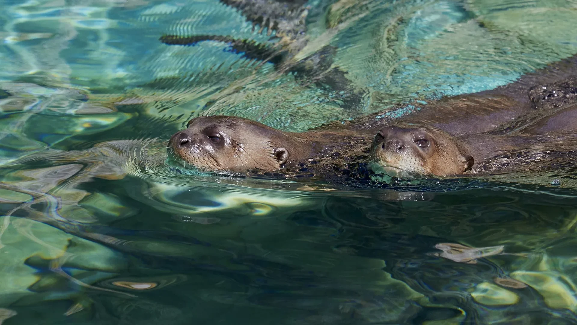 Loutres géantes au Zoo de La Palmyre