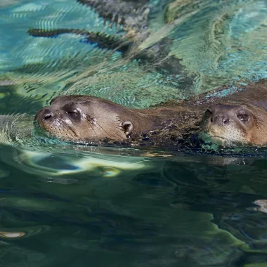 Loutres géantes au Zoo de La Palmyre