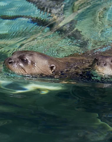 Loutres géantes au Zoo de La Palmyre