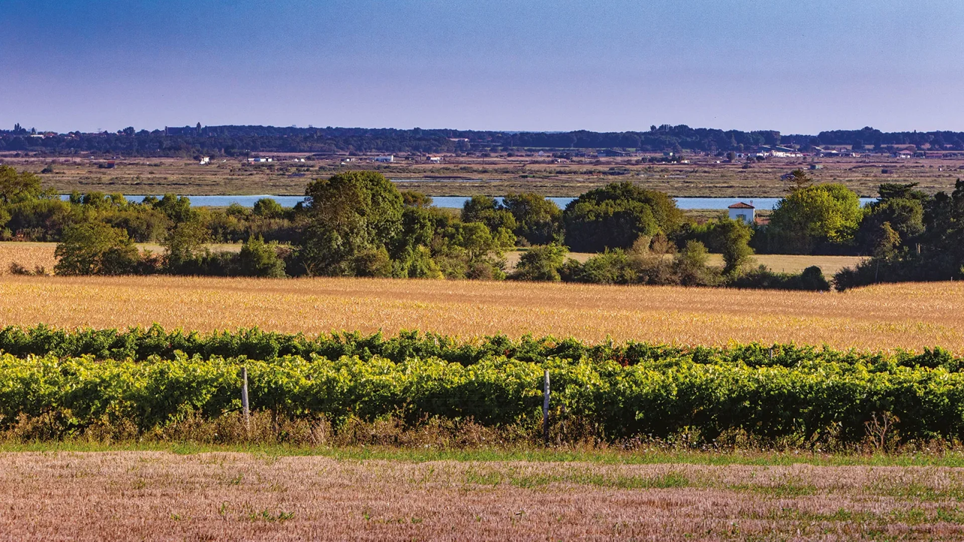 Balades à pied dans les vignobles du bord de Seudre